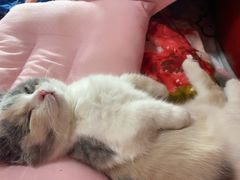 -欣宠猫屋·矮脚拿破仑·蓝金金渐层