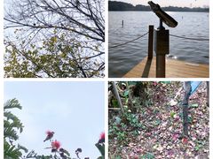 -华侨城湿地公园