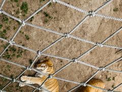 -西霞口神雕山野生动物世界