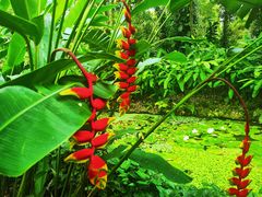 -中国科学院西双版纳热带植物园