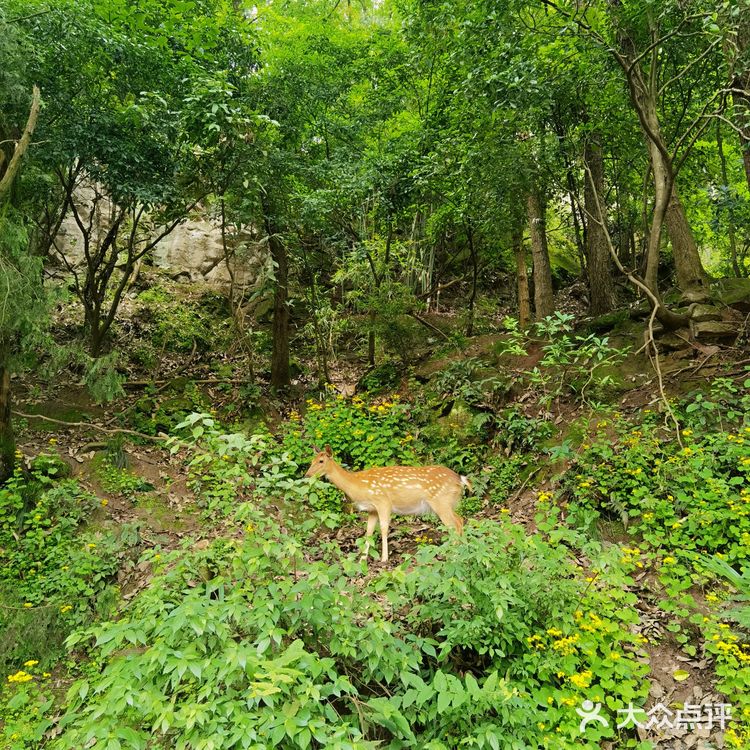 野猴出没，小心！🔥———长寿太极岛