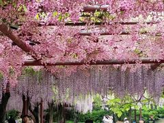 -嘉定紫藤园