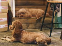 -半坡九号老挝冰咖啡