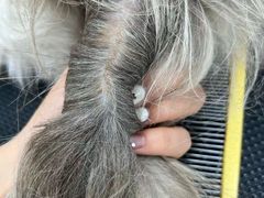 -唐小姐の猫狗洗护·购宠旗舰店(周浦万达店)
