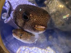 -成都浩海立方海洋公园