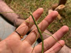 -正佳雨林生态植物园