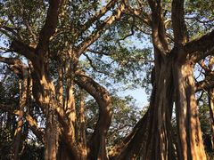 -瑞丽独树成林风景区