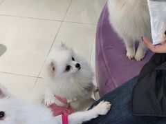 -怪兽屋·羊驼·猫咖·狗咖(俊华广场店)