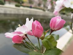 -海棠花溪(元大都城垣遗址公园)