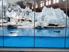 -帝企鹅自助餐厅•儿童岛•真企鹅(长隆企鹅酒店)