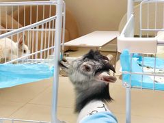 -怪兽屋·羊驼·猫咖·狗咖(俊华广场店)