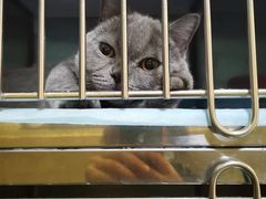 -仁华宠物医院(青羊店)