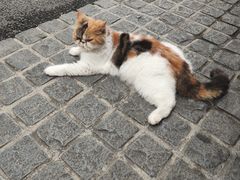 -猫岛主趣味餐厅(鼓浪屿店)