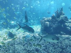 -海棠湾洲际-涛·海底餐厅·美人鱼·自助餐·海底隧道