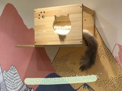 -滚猫咖啡·猫咖·猫友好撸猫(未来城店)