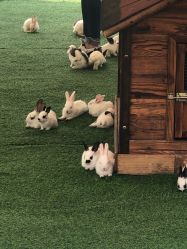 -萌宠亲子动物乐园(槐房万达店)