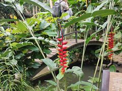 -中国科学院西双版纳热带植物园