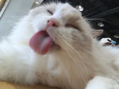 -藏猫猫咖啡主题馆(中央大道店)