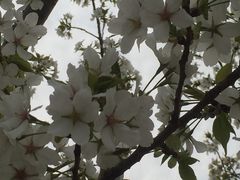 -新江湾城公园