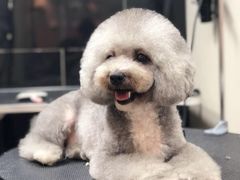 -小尾巴宠物店(万科·金域华庭店)