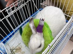 -爱侣宠医·鹦鹉专科·小型哺乳类·异宠专科(灵石路店)