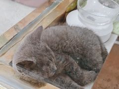 -糯米喵星人总部直营旗舰店·猫舍·幼猫出售