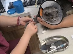 -瑞鹏宠物医院犬猫全科(真大分院)