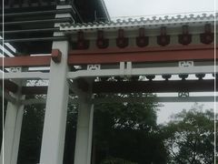 -王借岗森林公园