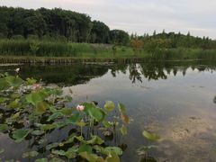 -昆山城市生态森林公园