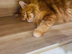 -藏猫猫咖啡主题馆(中央大道店)