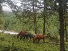 -硗碛藏寨·神木垒景区