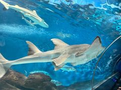 -上海海洋水族馆