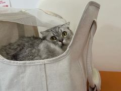 -爱妮康宠物医院·干细胞免疫细胞·肿瘤·心脏(张江店)