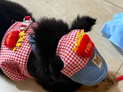 -天使宠物医院·犬猫分诊(彩虹店)