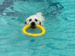 -趣玩宠物乐园寄养训犬训狗游泳池