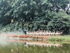 -广州长隆飞鸟乐园