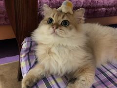 -东方名猫馆·英短金渐层布偶猫舍(环线广场1号楼店)