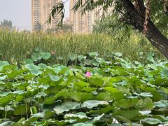 -前关湿地公园