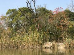 -吴淞炮台湾湿地森林公园烧烤区