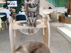 -飞行喵MR PILOT|猫舍·猫咖(静安大融城店)