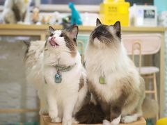 -猫在这儿猫咪咖啡馆·撸猫馆