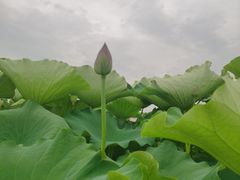 -嘉北郊野公园