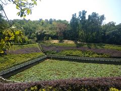 -中山市树木园