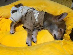 -逗柴咖啡屋·狗咖猫咖宠物桌游