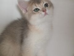 -东方名猫馆·英短金渐层布偶猫舍(环线广场1号楼店)