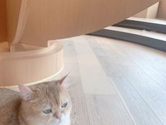 -CAT’S MEWSTAR CAFE·喵星球猫屋(晴湾咖啡店)