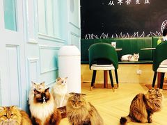 -安格丽娜·狗咖·猫咖羊驼咖(春熙路百盛商场店)