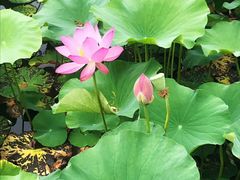 -羊亭河湿地公园