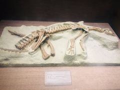 -自贡恐龙博物馆