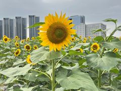 -光明小镇欢乐田园